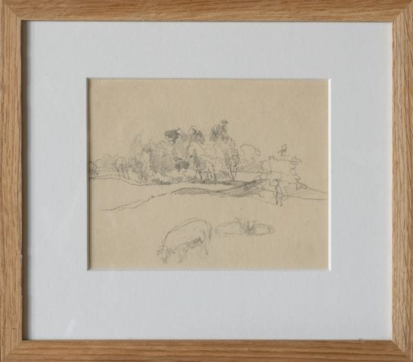 Schapen in landschap